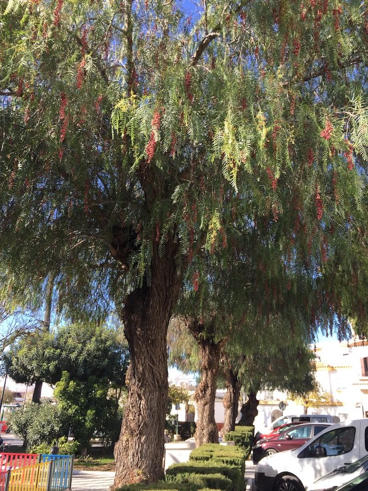 Samedi 16 janvier Les poivriers de Barbate de la Frontera